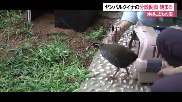 ヤンバルクイナの分散飼育始まる 感染症や災害のリスク回避 Okitive