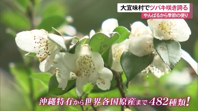 冬の花 ツバキが４８２種類咲く 沖縄 大宜味村 Okitive