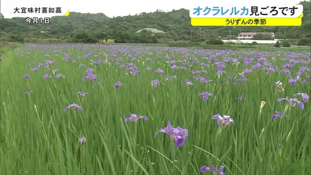 やんばるでオクラレルカ見ごろ Okitive