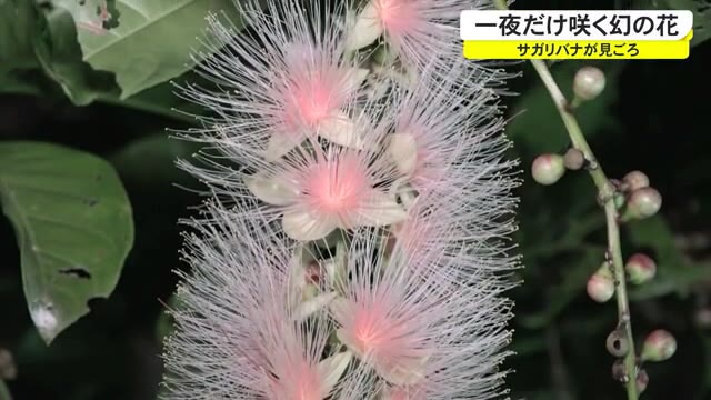 一夜だけ咲く 幻の花 石垣島 Okitive