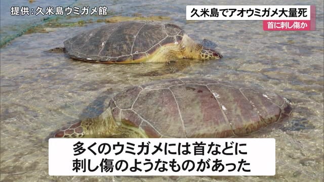 首に刺し傷も ウミガメ数十匹が死ぬ Okitive