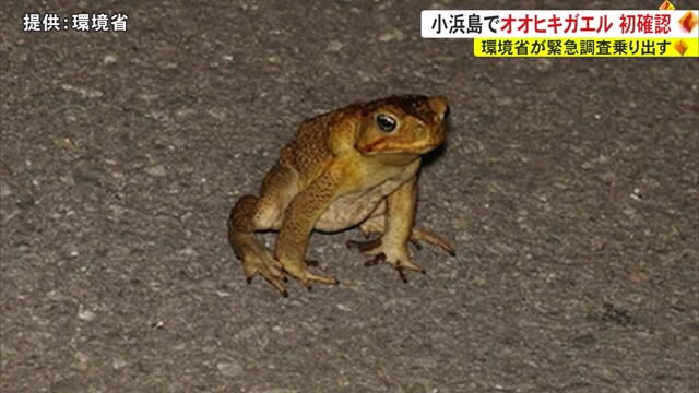 貪欲な食性と毒を持つカエル 小浜島で初確認 OKITIVE