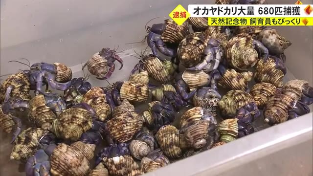 天然記念物680匹に飼育員もびっくり | OKITIVE