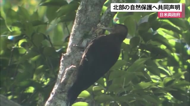 やんばるの希少な自然保護へ日米が共同声明 日本側の関与どこまで OKITIVE