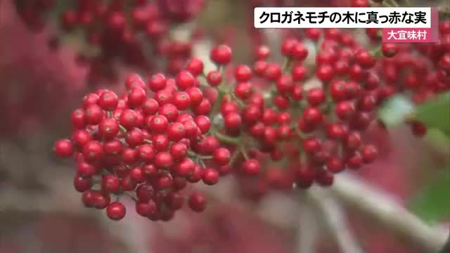 大宜味村でクロガネモチの木に赤い実がなる | OKITIVE