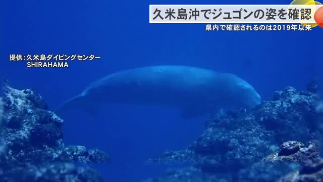 久米島沖でジュゴンの姿を確認 沖縄県内では2019年以来 | OKITIVE